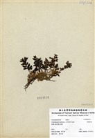 藏品(寬葉瓶蕨)的圖片